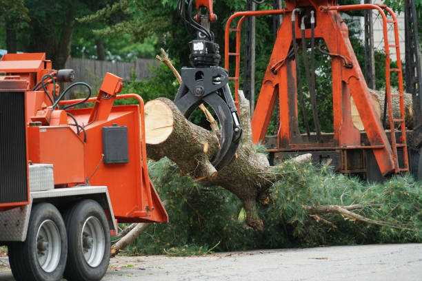 Putnam Lake, NY Tree Services Company